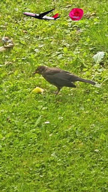 Дрозд съел большое яблоко