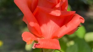 Подготовка к ПРАЗДНИКУ.