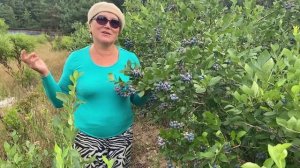 Новости с нашей плантации