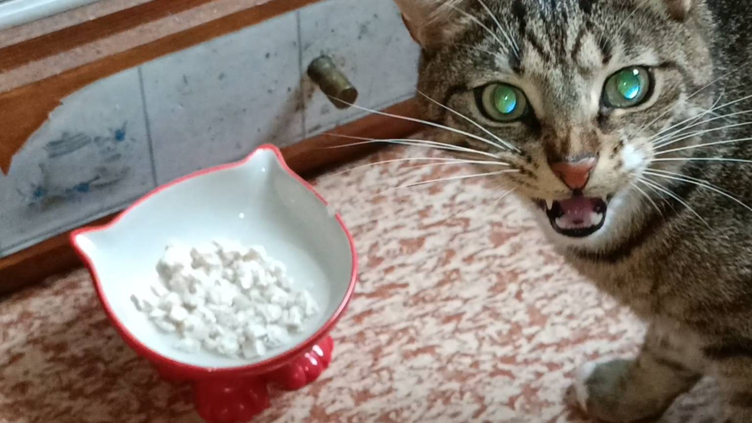 Кот обожает курочку