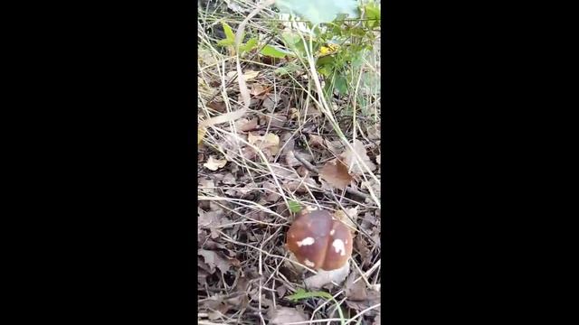 mushrooms смотреть онлайн