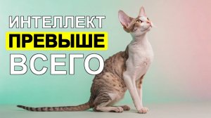 🧠 8 ПРИЗНАКОВ того, что ваша кошка - НАСТОЯЩИЙ гений