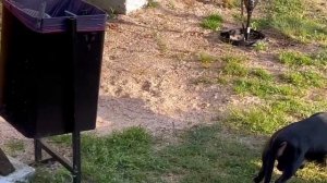 Собаки с хозяевами в кемпинге станицы Голубицкой на Азовском море