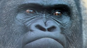 Factorio Spase Age. Я инженер, клянусь!