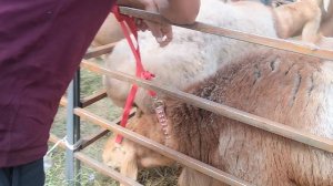 Выставка овец Кара-Балта 2025