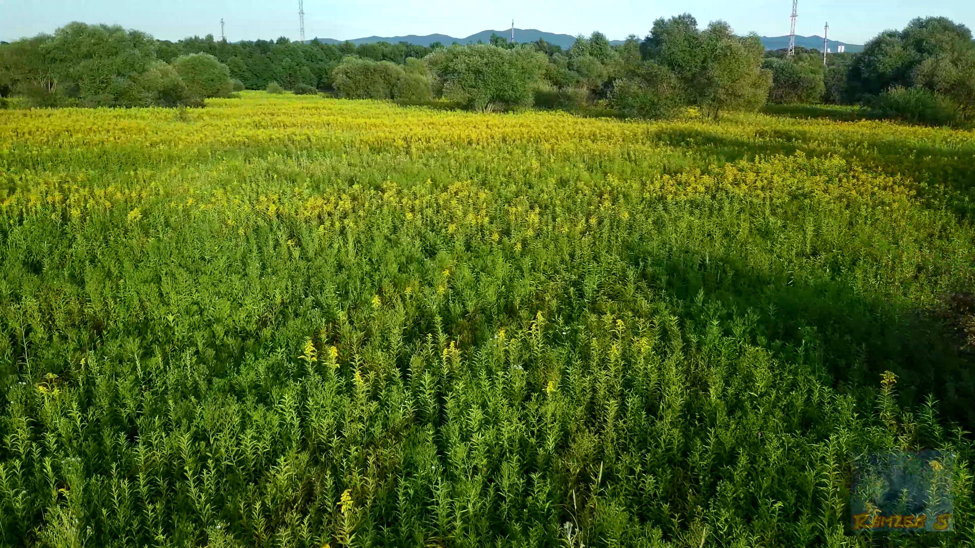 Желтая поляна.