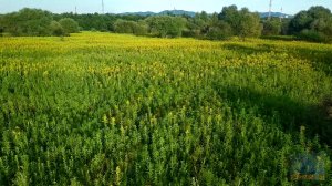 Желтая поляна.