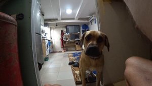 Выполнение команд собакой Пэкс.