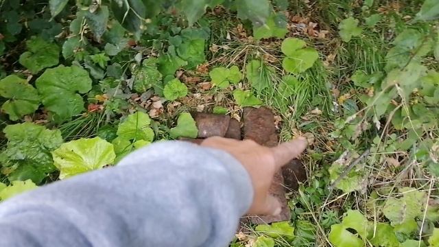 Металлокоп. 300 кг за пару часов😉😉😉👍👍👍