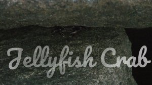 Jellyfish Crab