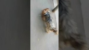 Мы идём гулять с собакой! | 31-авг-2025, 3