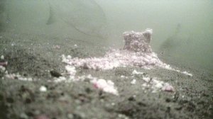 Лисий нос. Глубина 4 метра.