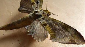 БРАЖНИКИ: 574. Polyptychus rougeoti