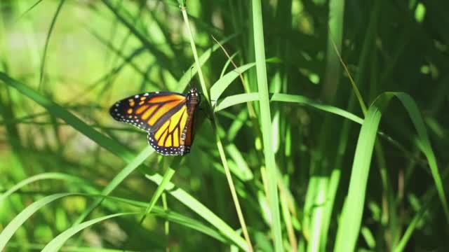 Прекрасные Бабочки и фортепиано. Музыка для сна, релакса, отдыха, работы. Природа и Музыка#1