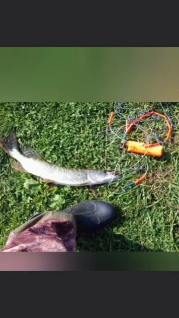 Рыбалка на кружки и спиннинг🎣 Была всего одна сработка, удалось словить щуку.