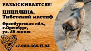 Пропала собака! ЦИЦИЛИНА, Тибетский мастиф. Оренбургская обл., г.Оренбург.