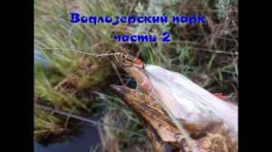 Национальный Водлозерский парк. Рыбалка в Карелии. Отдых и путешествие.