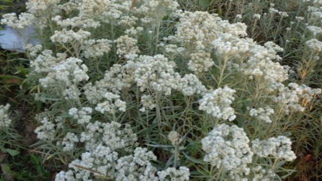 Пусть будет новый день - автор Тамара Бабушкина исполняет Светлана Полыгалова смотреть онлайн