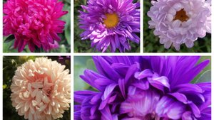 Астры как они прекрасны 🌸