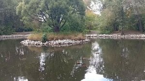 Екатеринбург - Дендрологический парк - Малый пруд и снова утки