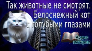 Так животные не смотрят. Белоснежный кот с голубыми глазами