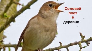 Соловей поет,пение соловья