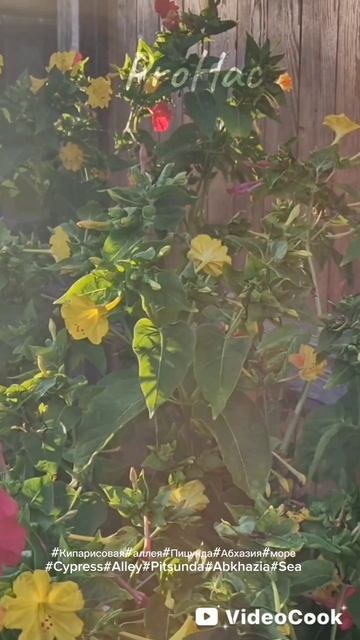 #Кипарисовая#аллея#Пицунда#Абхазия#море#Cypress#Alley#Pitsunda#Abkhazia#Sea