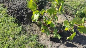 виноград на конец августа 2025. учусь делать прививки