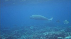 cape mansuar yenbuba ransiwor 2025