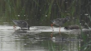 Щёголь, стая куликов, наблюдение птиц в Новгородской области, Ушерско, 31 августа 2025