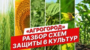 Обзор схем защиты: 6 популярных культур | Реальные производственные условия | Агрогород от ГК Шанс