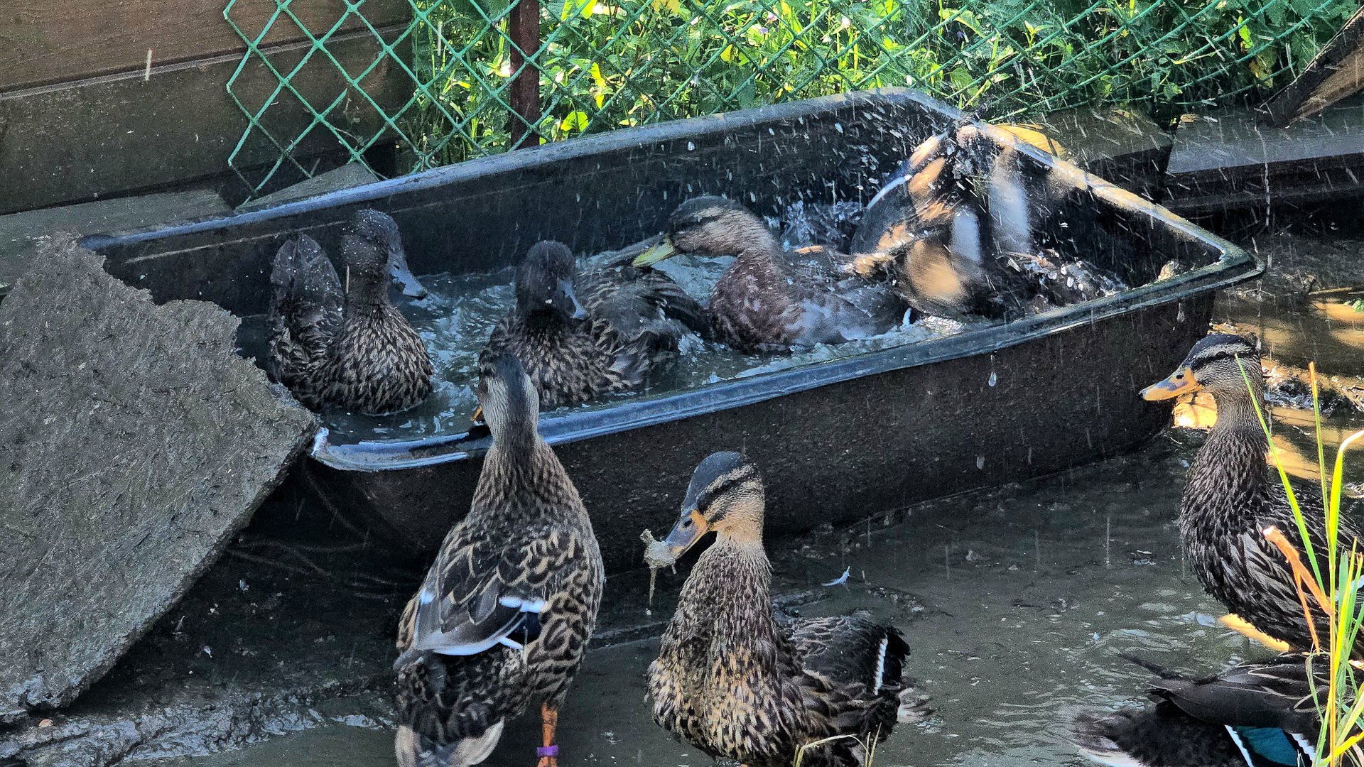 Купальный час