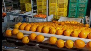 Почему много членов Церкви, не переживут потрясения - Марк Финли