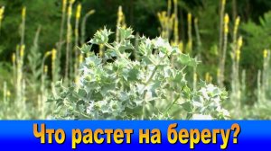 "Наш Сочи" выпуск 67