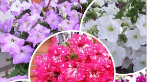 Кустовая петуния обильное цветение по схеме подкормки корни зелень цветение