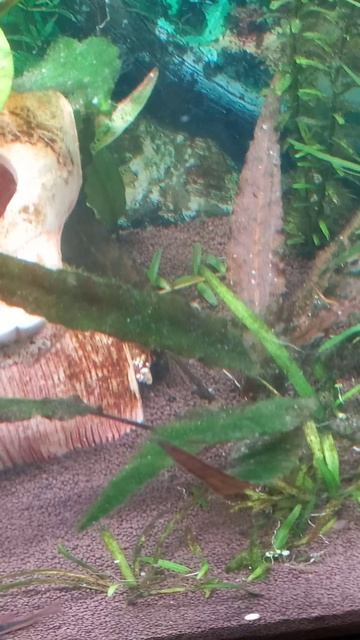 пробую избавится от водорослей смотреть онлайн