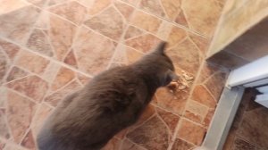 в очередной раз кошка 🐱 Муся пришла покушать 31 августа