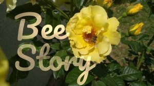 Bee story