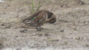Чирок Свистунок чистит пёрышки, наблюдение птиц в Новгородской области, Ушерско, 31 августа 2025