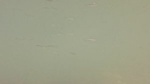 Что в речке Хаджиек. В Сочи. Якорная Щель.