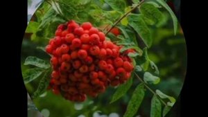 День рождения и гроздья рябины