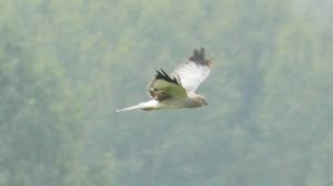 Полевой Лунь, наблюдение птиц в Новгородской области, Ушерско, 31 августа 2025