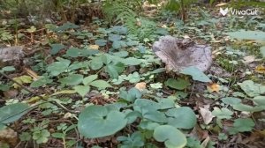 В лес по грибы. Тихая охота