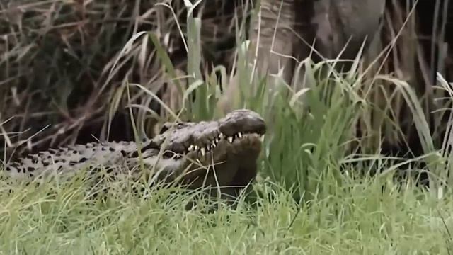 Jaguar Vs Giant Otter Confrontation Ends With A Fatal Head Bite_ How Did Jaguar Escape_ смотреть онлайн