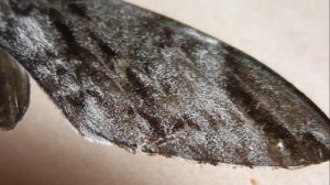 БРАЖНИКИ: 582. Psilogramma sulawesica