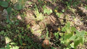 Грибочки  собираю и песенку пою...😄. В собственном лесу.😄🌞🙋♥️