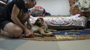 Обзор фурминатора