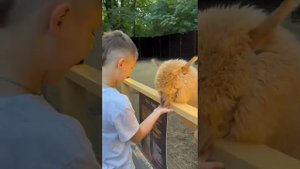 Альпака парк в Сокольниках