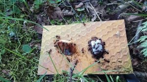 Как муравьи едят яблоко и сахар