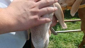 Выставка овец Кара-Балта 2025